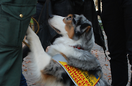 Cani in pericolo.  Città Metropolitana si impegna a fondo contro i bocconi avvelenati