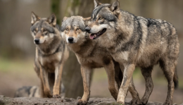 Lupi a passeggio nella città della collina, ecco cosa fare in caso di incontro con il predatore