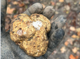 Trova un tartufo di pregio, ma viene multato: ecco perché