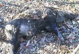 Il cadavere di un cinghiale abbandonato in riva al fiume, si è scontrato con un'auto?