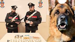 Il cane poliziotto fa arrestare padre e figlio spacciatori