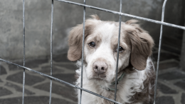 Adotta, non comprare:  il lato oscuro dietro gli annunci online di animali