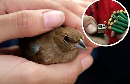 Coppia di anziani adotta un uccellino, ma l'animale muore per via dei botti prima di arrivare a casa