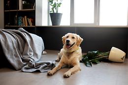 Cosa succede quando un animale domestico provoca danni in casa?