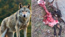 È allarme: lupi sbranano una capra vicino alle abitazioni 