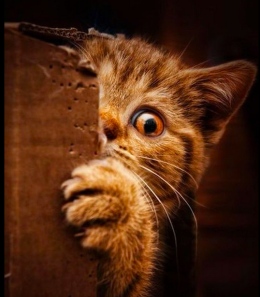 Vandalizzata la colonia felina: "Giù le mani dai gatti!"