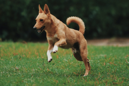 34mila euro per dare la caccia ai cani randagi: il progetto del Comune del Canavese