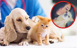 In arrivo in Canavese una clinica per animali aperta 24 ore su 24? Ecco dove