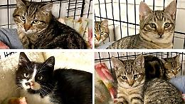 Erano chiusi in una scatola di cartone, salvati quattro gattini in Canavese