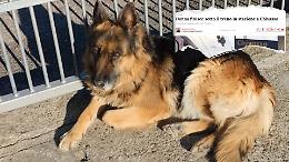 La sua padrona muore sotto un treno: Yuma, 7 anni, è rimasta sola e cerca casa