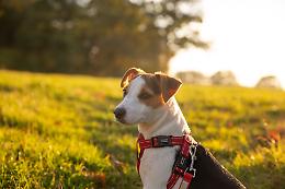 Troppe cacche di cane in giro, il sindaco perde le staffe: "Siate rispettosi!"
