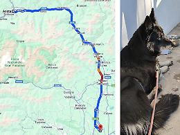 Cagnolina della Valle d'Aosta si perde e vaga per otto anni in Canavese