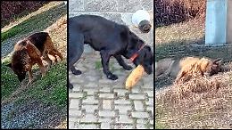 Abbandonati in condizioni estreme: i cani piangono e non hanno da mangiare