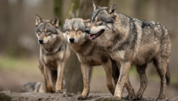 Allarme lupo: gli animali sono tornati alle porte della città? Sui social spunta un video 