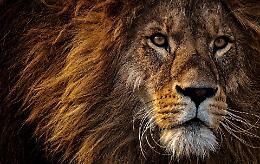 In Canavese un Leone come sindaco: lo candiderà il centrodestra?