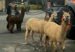 Non solo cani e gatti: per Sant'Antonio Abate c'è chi porta a far benedire gli alpaca 