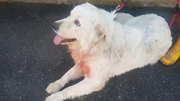 Incredibile al parco: pitbull aggredisce un cane e il suo padrone, interviene l'ambulanza 