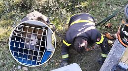 Canavese: Vigili del Fuoco eroi salvano un gatto incastrato in un tubo (FOTO)
