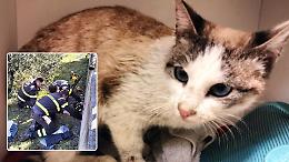 Gattina incastrata in un tubo e salvata dai Vigili del Fuoco: adesso si cerca il padrone