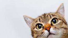 Micio Micio Brum Brum: motori e solidarietà per il Gattile di Ivrea