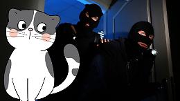 Un gatto mette in fuga i ladri e salva la famiglia