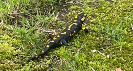 Una salamandra a spasso nel centro città, occhio perché può essere dannosa per i cani