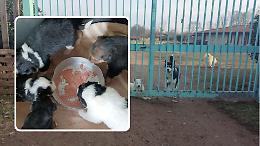 Cinque cuccioli abbandonati nella notte in uno scatolone. Adesso i piccoli cercano casa