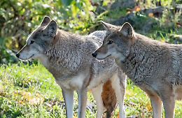 Lupi e orsi nelle Alpi 