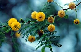 Mimose nell'ombra: la Giornata della Donna e il flagello della violenza inesorabile