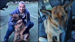 Il cane rincorre i ladri per chilometri e poi si perde, ritrovato per caso da un camionista