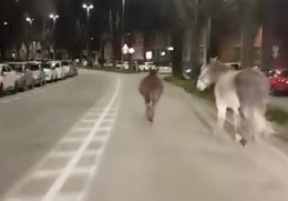 Due cavalli a spasso per la città creano il panico tra gli automobilisti (VIDEO)