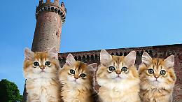 Niente di nuovo sotto il cielo del gattile
