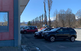 Alberi mutilati: sindaco li hai visti?