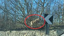 Un lupo a spasso sul muro che costeggia il parco della Mandria