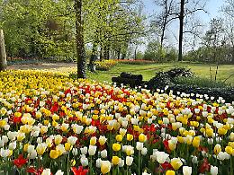 Incredibile a Pralormo: Il festival dei Tulipani che ti lascia senza parole!"