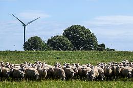 Le pecore per "combattere" l'erba alta a Settimo Torinese: ecco l'eco pascolo