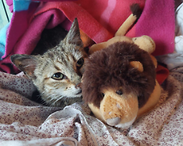 Sandwich: una gattina coraggiosa lotta per la vita dopo essere stata abbandonata nel cassone dell'umido