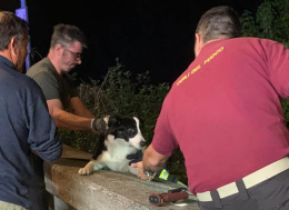 Cane resta incastrato nei rami vicino al fiume, intervengono i vigili del fuoco per liberarlo