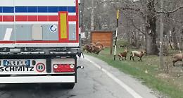 Traffico "bloccato": la strada viene invasa da un bellissimo branco di stambecchi (VIDEO)