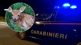 Incidente in Canavese: automobilista investe un cerbiatto. I residenti salvano il piccolo "Bambi"