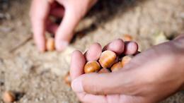 Le nocciole del Piemonte a rischio per la "cascola precoce"
