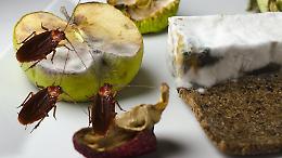 Blatte, escrementi di topo tra il cibo e lavoratori in nero: multe per 15mila euro nei locali torinesi 