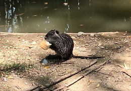 Quando le nutrie stanno come in paradiso e la toponomastica è da "ignoranti"