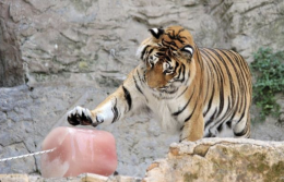 Caldo record: al bioparco di Zoom arrivano i ghiaccioli per tigri e leoni 