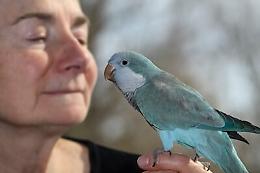 SOS Parrocchetto Blu: perso e spaesato, cerca la sua famiglia!