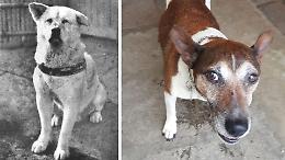 Furia come Hachiko: un dolcissimo cane cerca casa dopo la morte del padrone