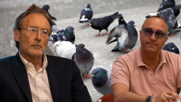 L'assessore dichiara guerra ai piccioni e il consigliere ironizza sui social. Fosse solo il guano