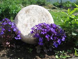 Il formaggio delle viole rinasce a Perosa Argentina 