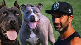 Sindaco aggredito da due pitbull. Vivo per miracolo!