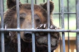 L'ultima gabbia: la lotta dei chivassesi per liberare gli animali dai circhi